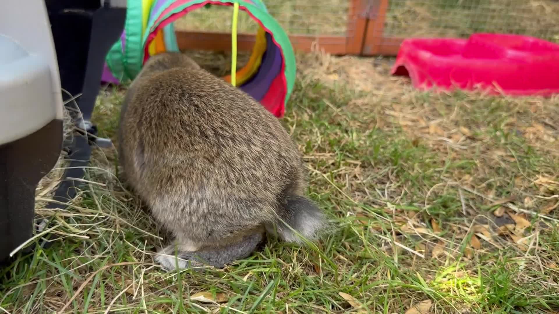 Mini Lop rabbits for sale: 3 lovely & friendly pure mini lops  - Video 1