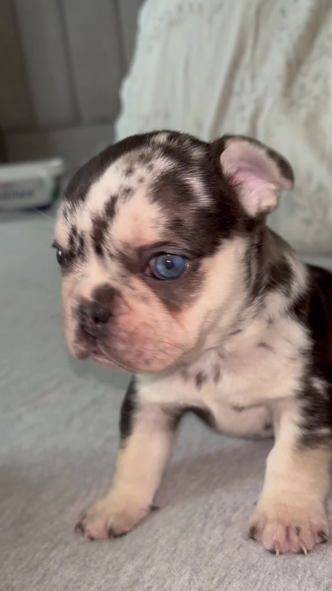 French Bulldog dogs for sale: Gorgeous French bulldogs  - Video 1