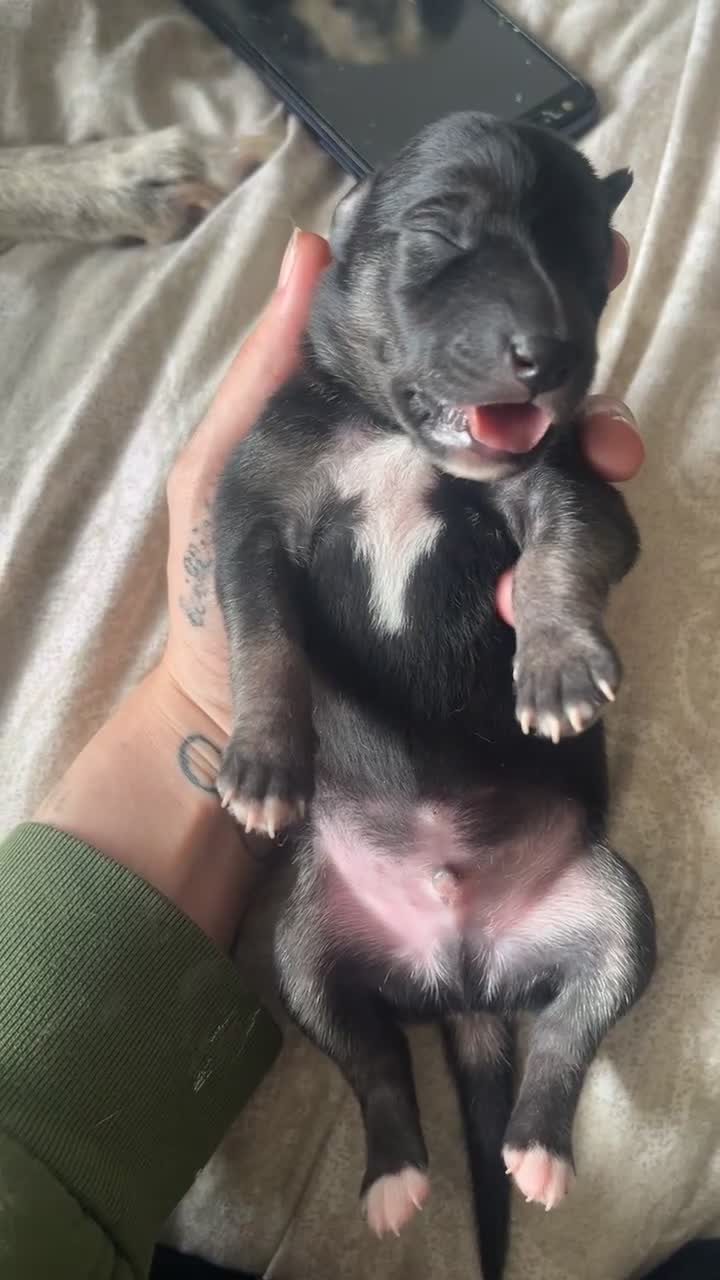 Whippet dogs for sale: 2 Whippet Pups one male one female - Video 2