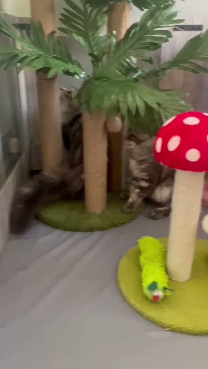 Maine Coon cats for sale: Beautiful Maine coon kittens  - Video 1