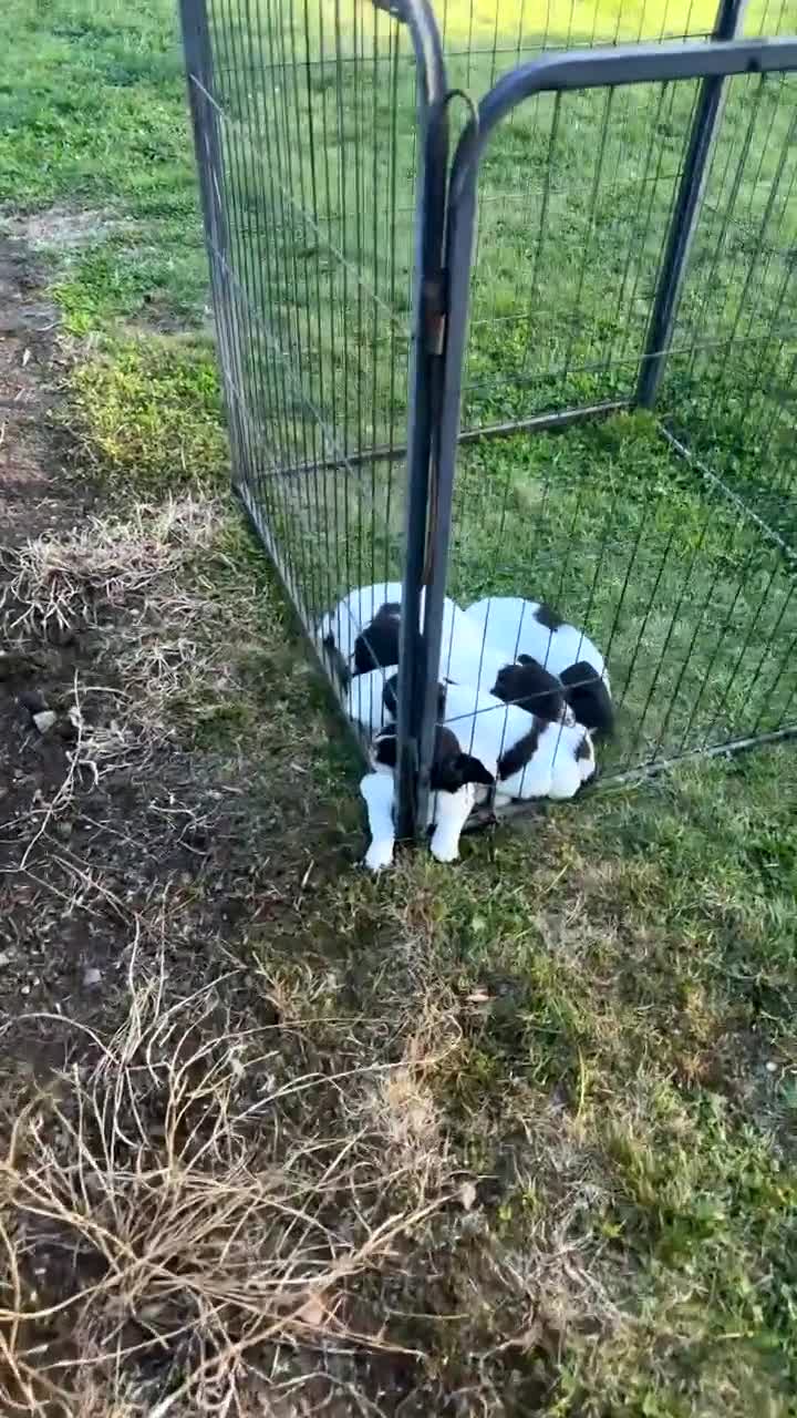 English Springer Spaniel dogs for sale: Cracking Springer Spaniel puppies  - Video 2
