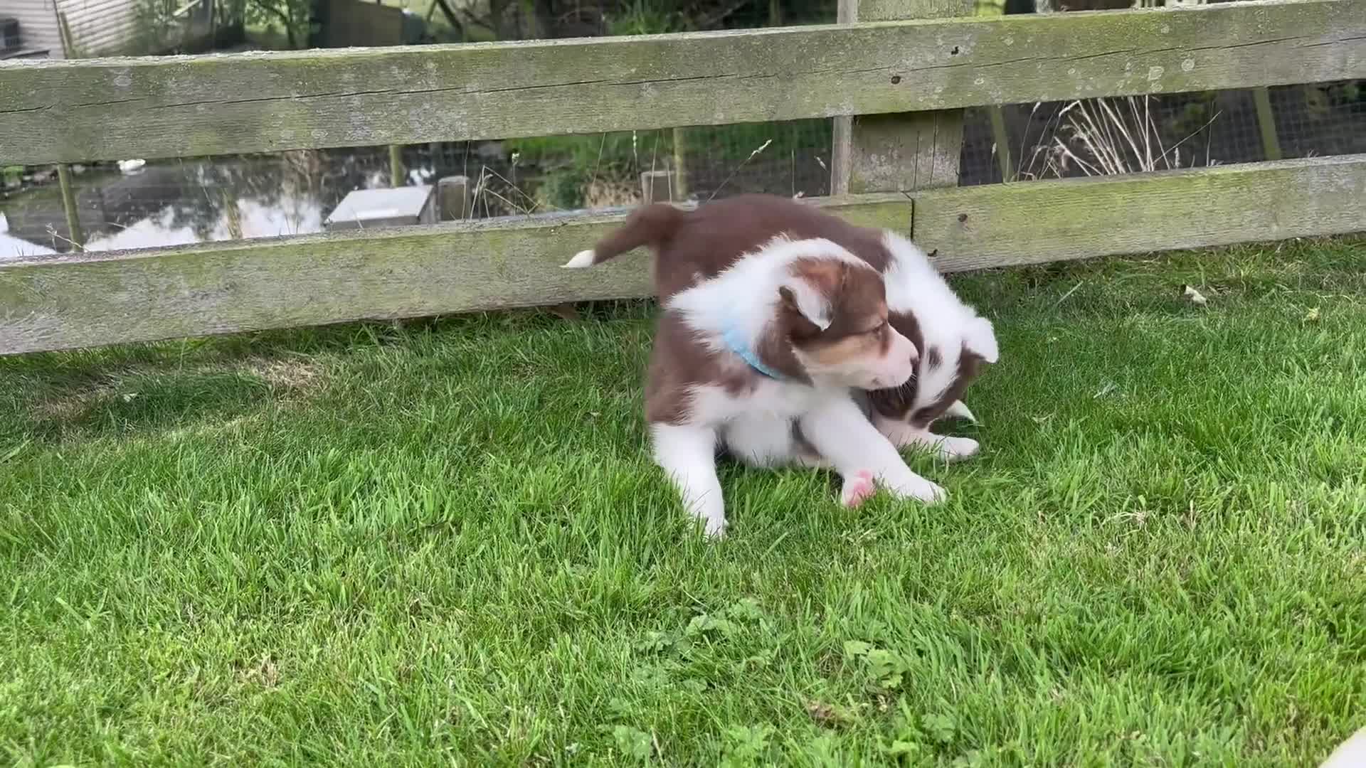 Border Collie dogs for sale: Beautiful Border Collie pups for sale  - Video 2