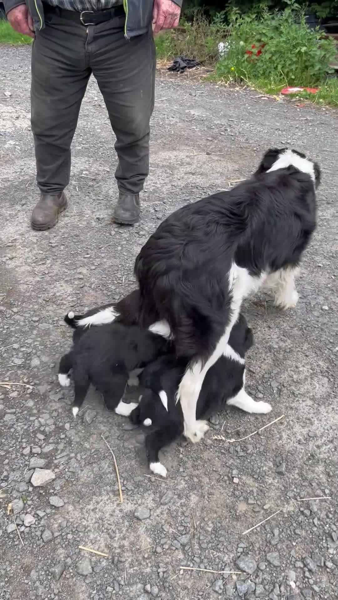 Border Collie dogs for sale: Working border collie pups  - Video 1