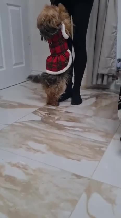 Shorkie dogs for sale: Beautiful shorkie puppies ready to go soon - Video 1