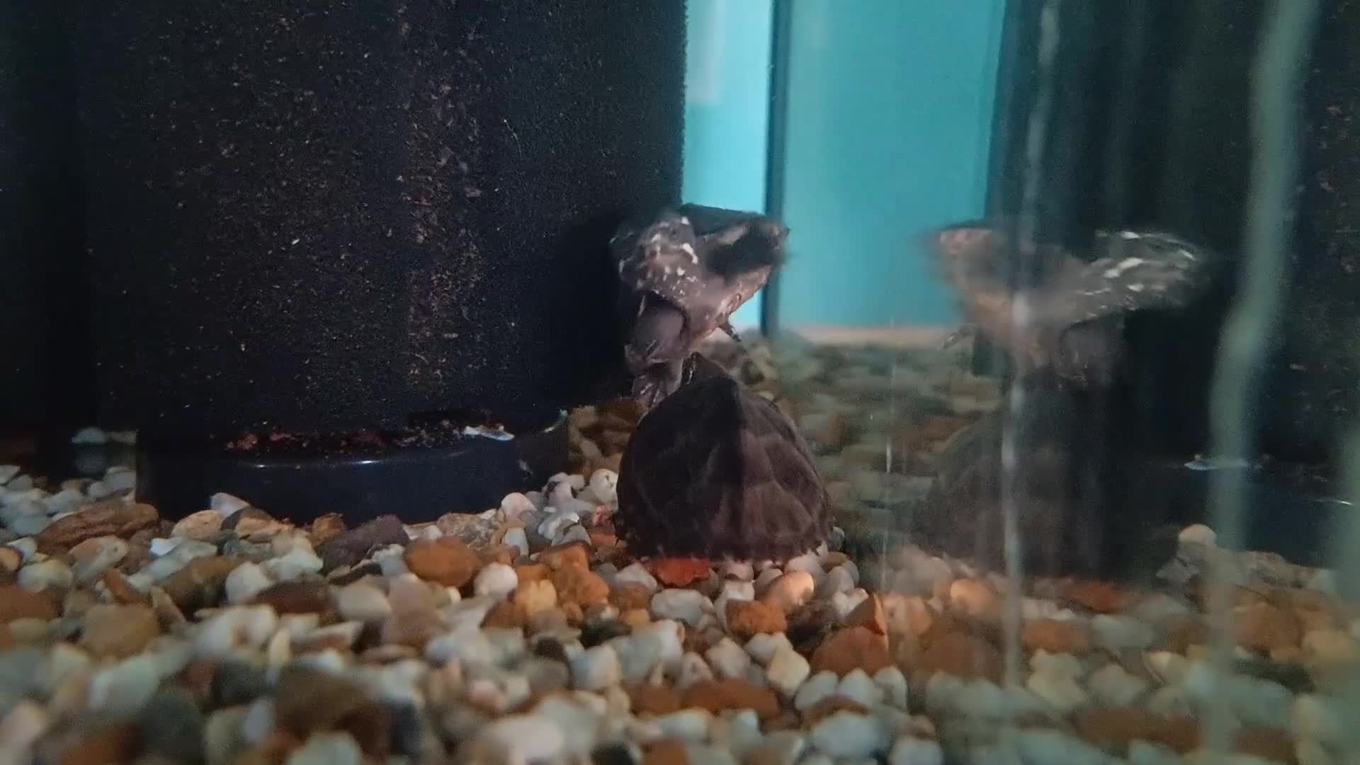 Turtle reptiles for sale: Young musk turtles  - Video 1