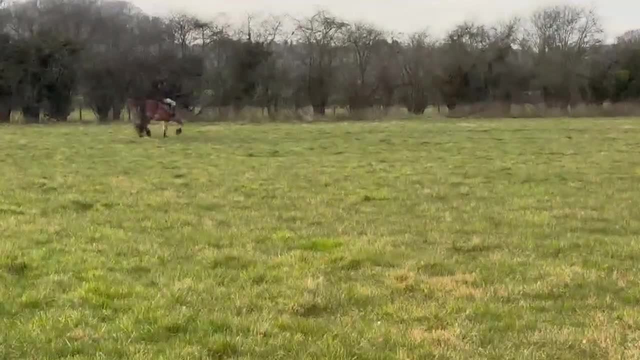 Welsh Section D horses for sale: Welsh Section D Bay gelding  in Hereford - Video 2