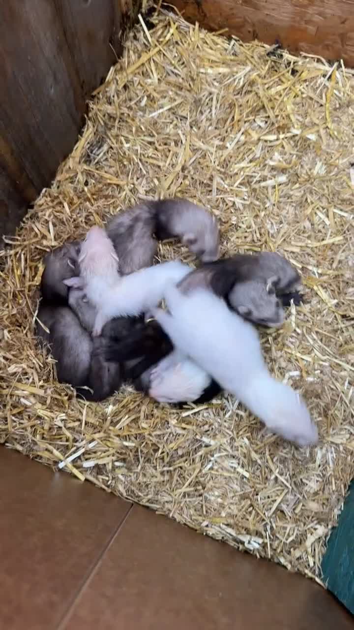 Ferret rodents for sale: Mixed ferret kits in Rotherham - Video 1