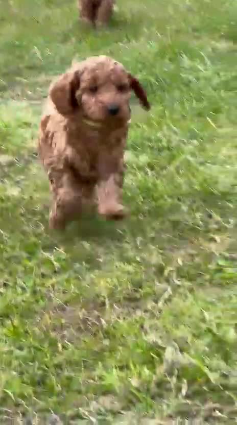 Cockapoo dogs for sale: 1 Boy left - Fully vaccinated & ready to go  - Video 1