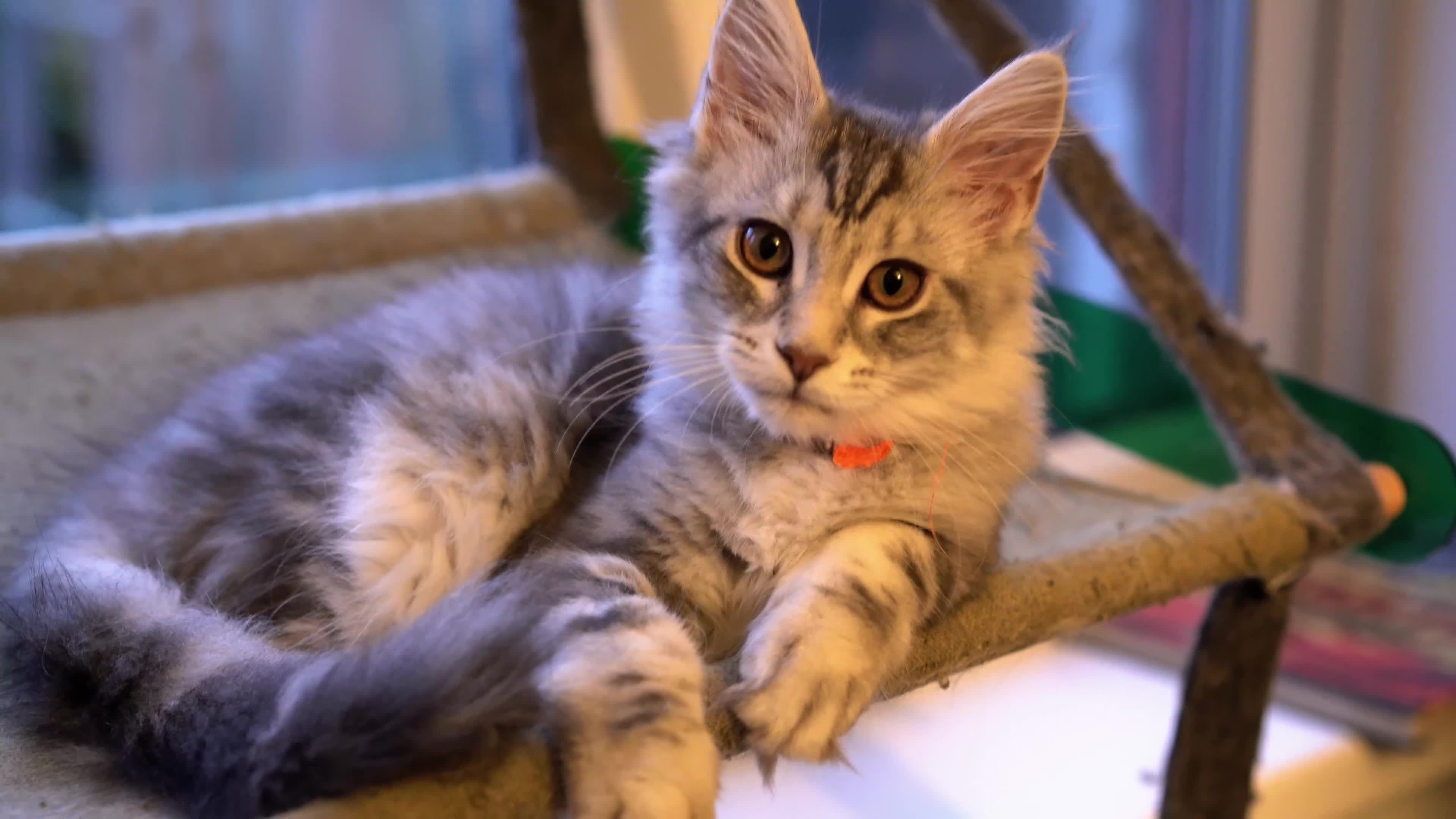 Maine Coon cats for sale: Beautiful Maine Coon Sisters Ready Now 🐾 - Video 1
