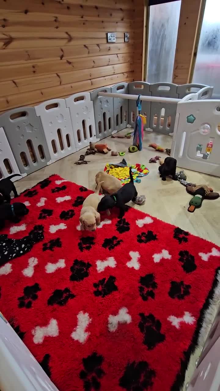 Labrador Retriever dogs for sale: 1 BLACK BOY AVAILABLE. HEALTH TESTED PARENTS - Video 2