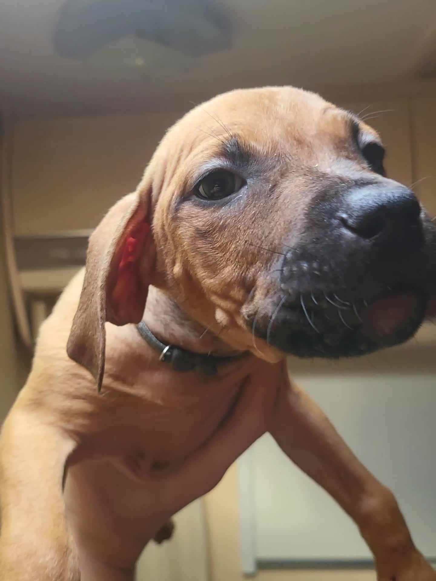 Mixed Breed dogs for sale: Staff cross  - Video 2