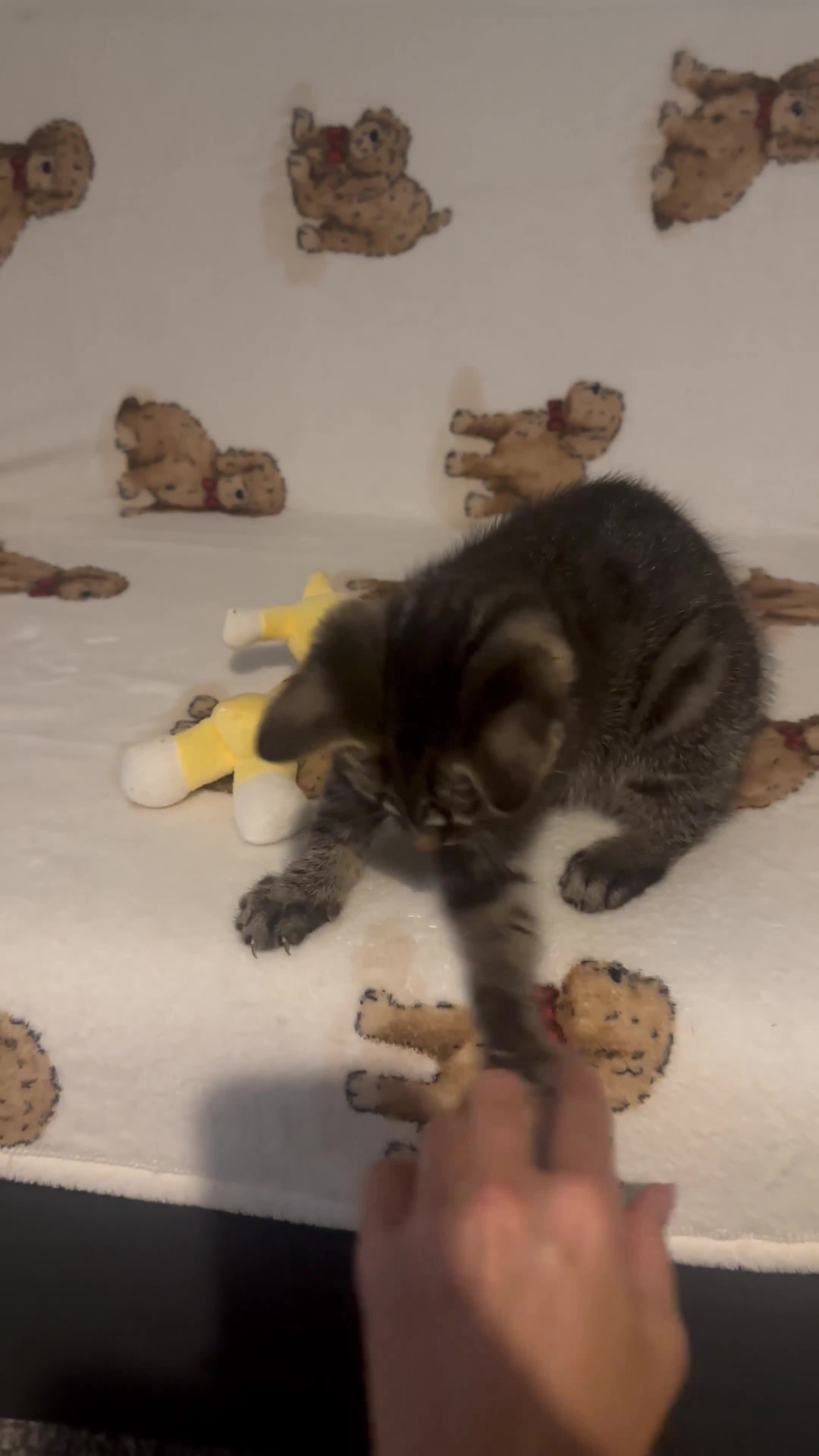 Domestic Shorthair cats for sale: Kittens are looking for family  - Video 2