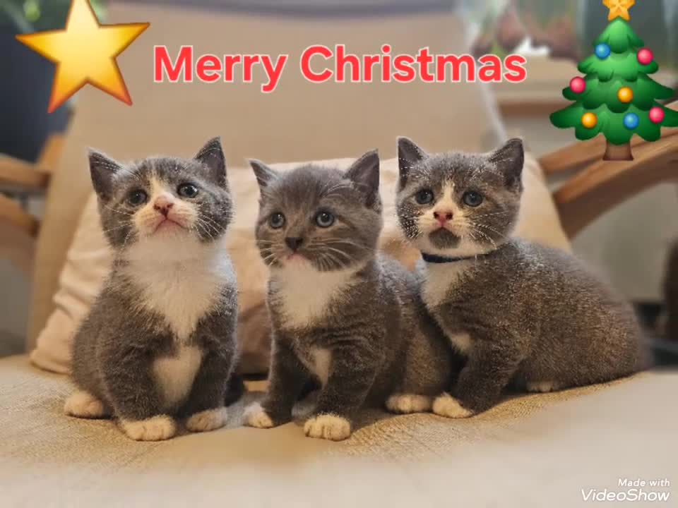 Russian Blue cats for sale: Grey kittens Blue Russian mix - Video 1