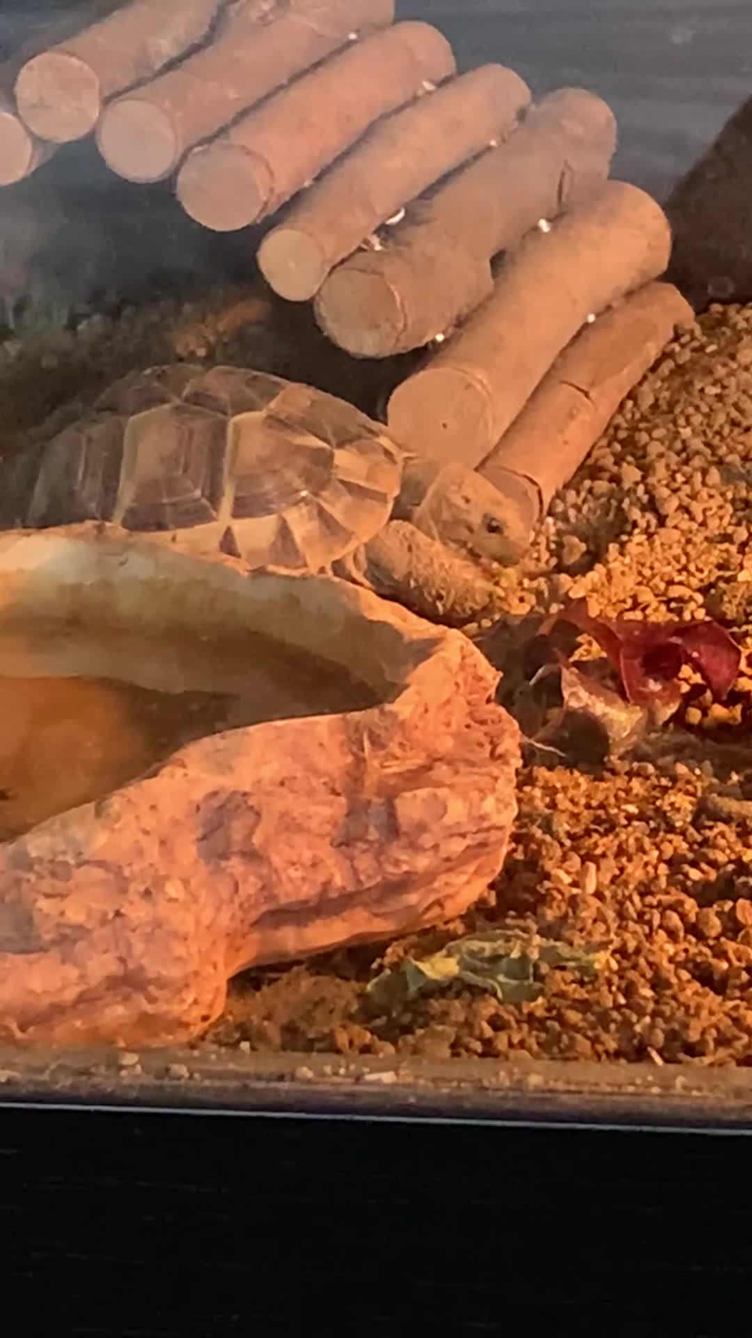 Hermann Tortoise reptiles for sale: Female Herman tortoise and home - Video 2