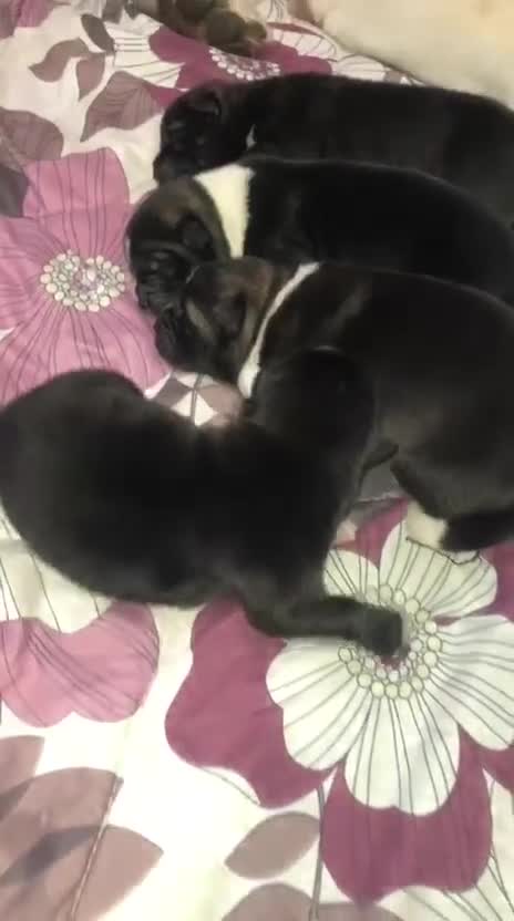 Akita dogs for sale: Gorgeous Full American Akita Pups in London - Video 2