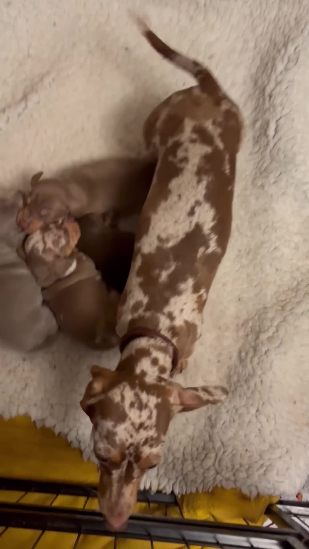 Dachshund dogs for sale: Stunning pedigree mini dapple dachshund boy  - Video 1