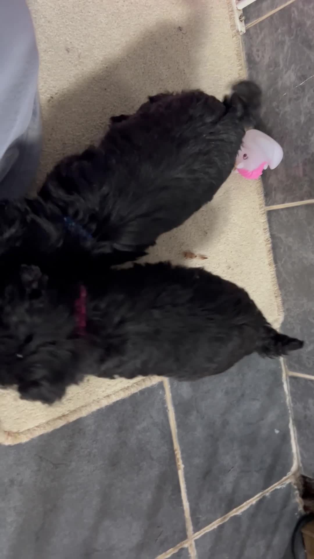 Jackapoo dogs for sale: 5 jackapoo puppies  - Video 2