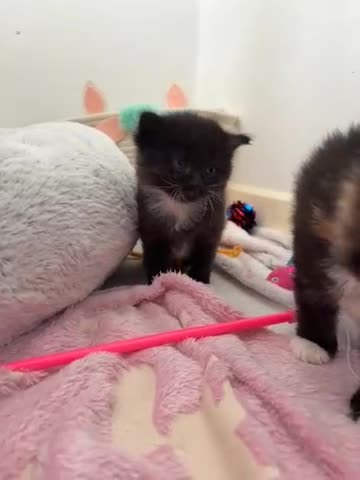 Mixed Breed cats for sale: British shorthair cross kittens - Video 2