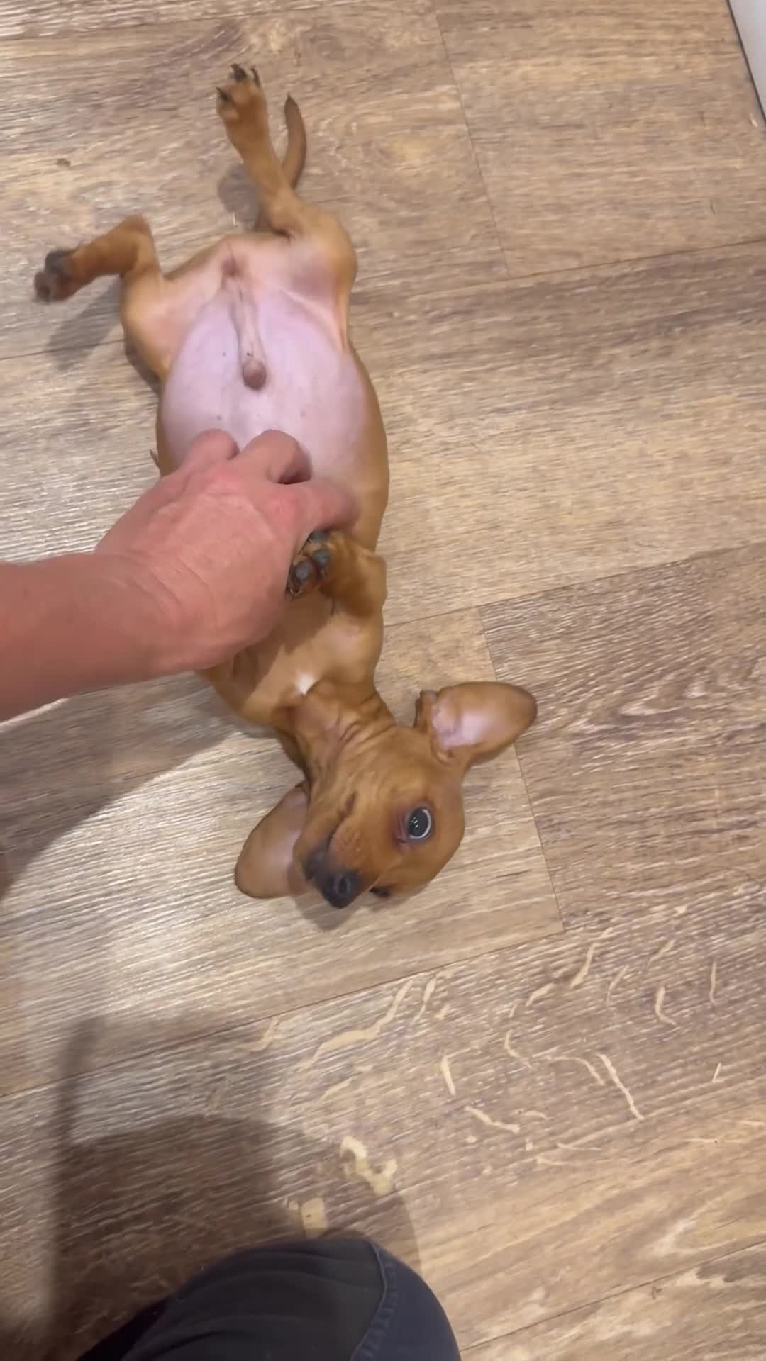 Miniature Dachshund dogs for sale: KC reg Miniature Dachshunds ready to go! in Tiverton - Video 1