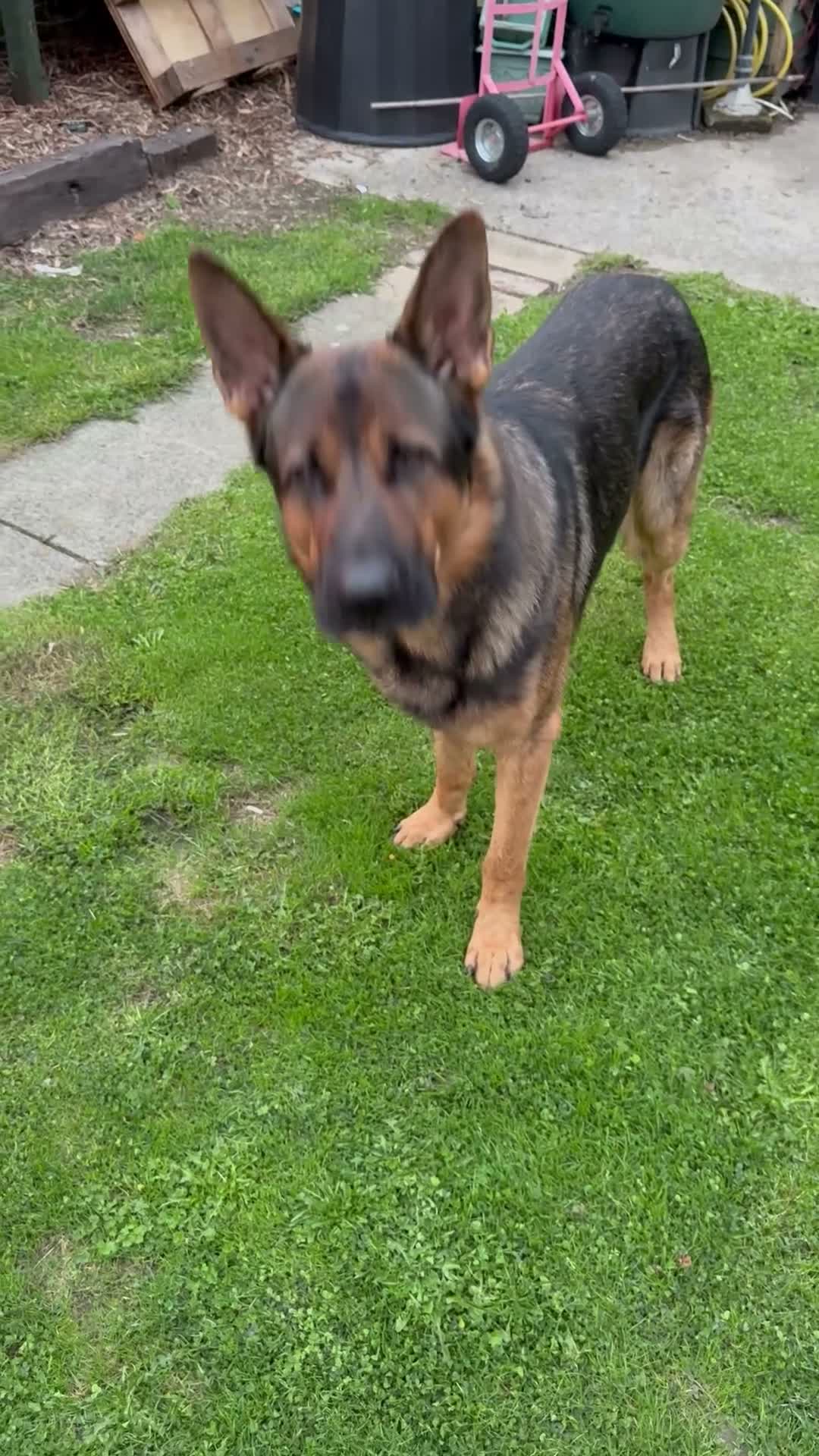 German Shepherd dogs for stud: STUD Only German Shepherd - Video 1