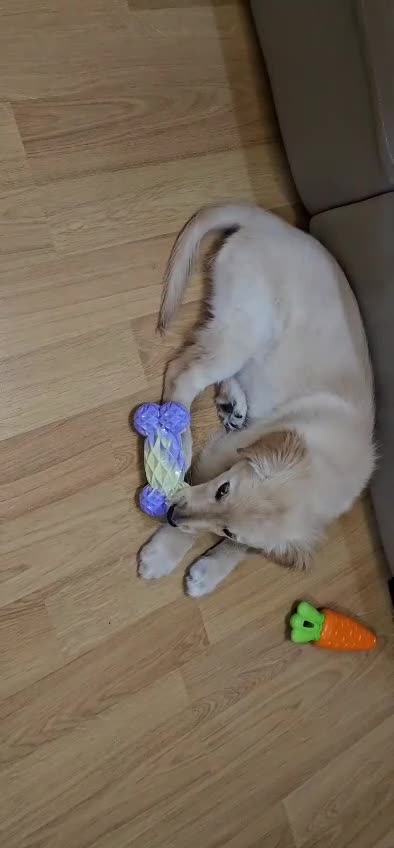 Golden Retriever dogs for sale: Beautiful Male Golden Retriever Puppy for Sale - Video 2