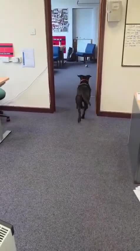 Mixed Breed dogs for adoption: 💖🐶 NICOL 🐶💖 - Video 3