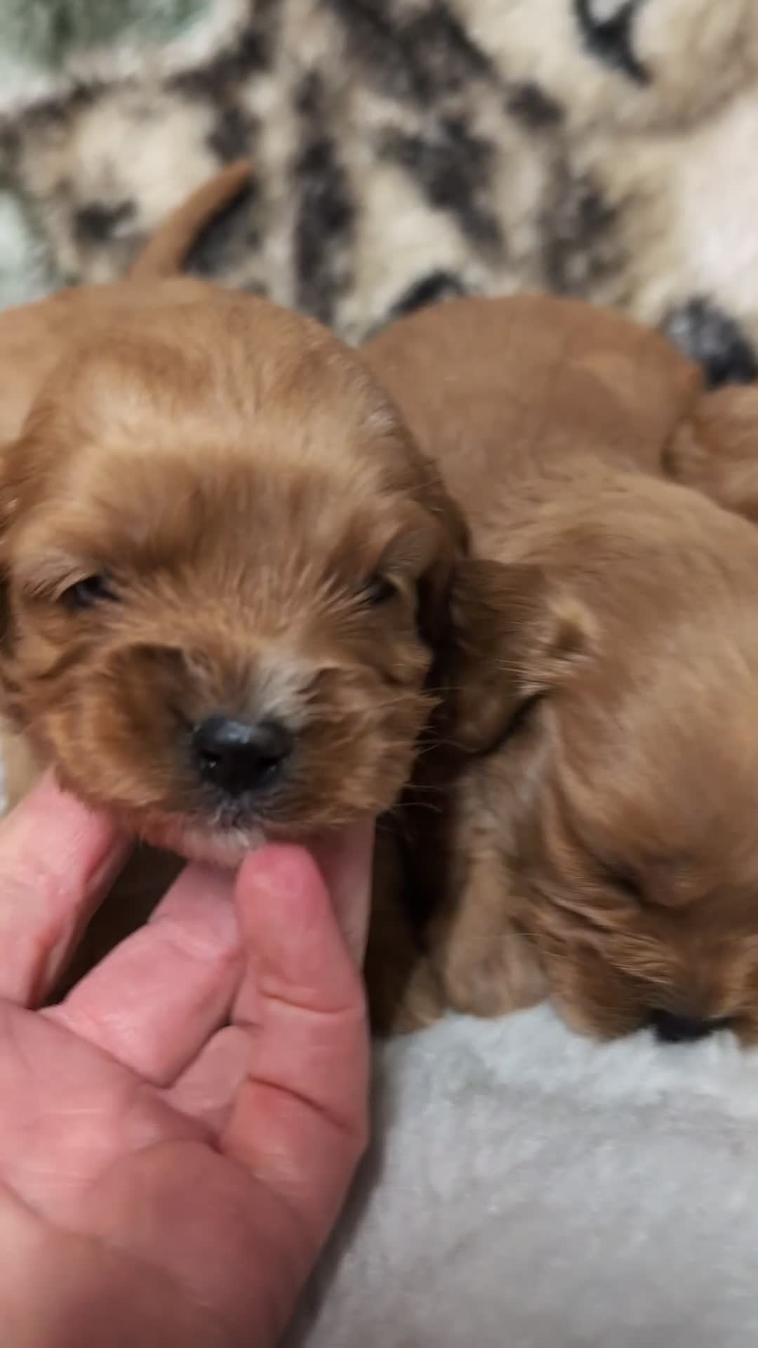 Cavapoo dogs for sale: Quality & Beautiful F1 Cavapoo DNA clear puppies - Video 1