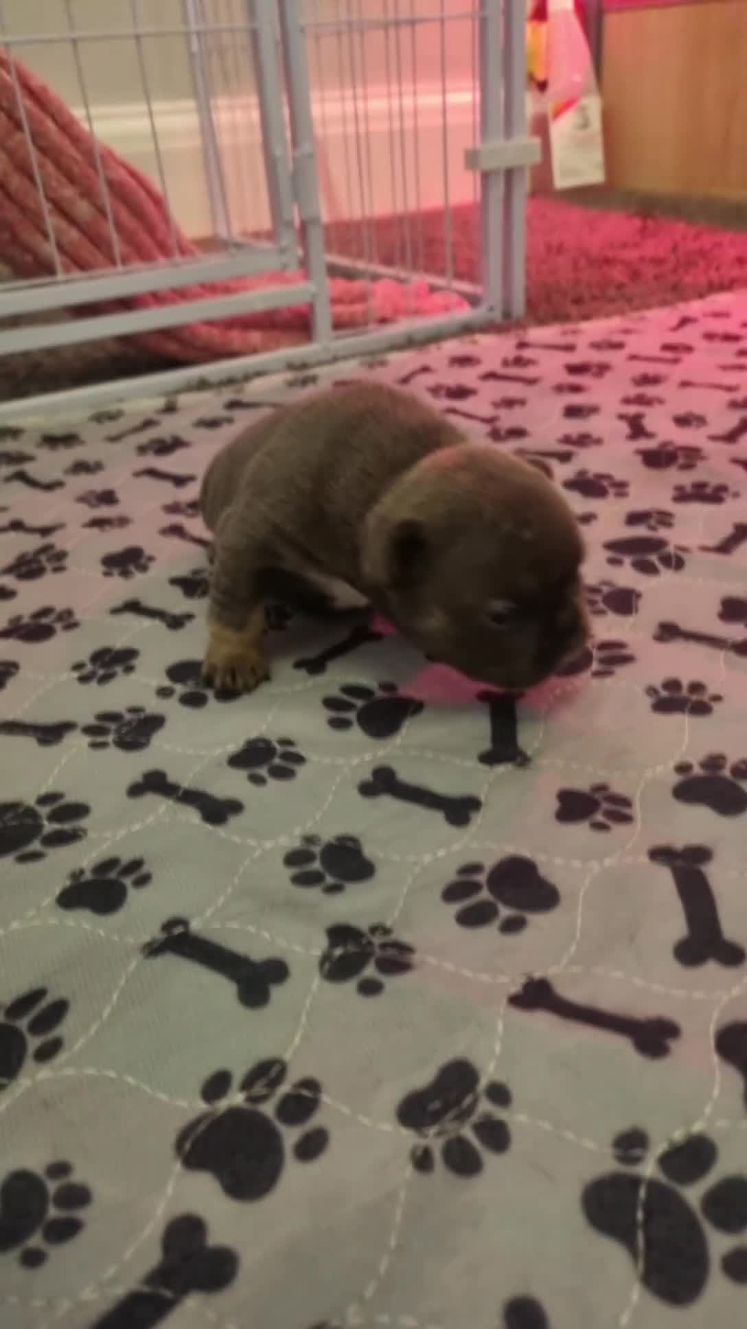 French Bulldog dogs for sale:  Open to offers Beautiful French Bulldog  - Video 3