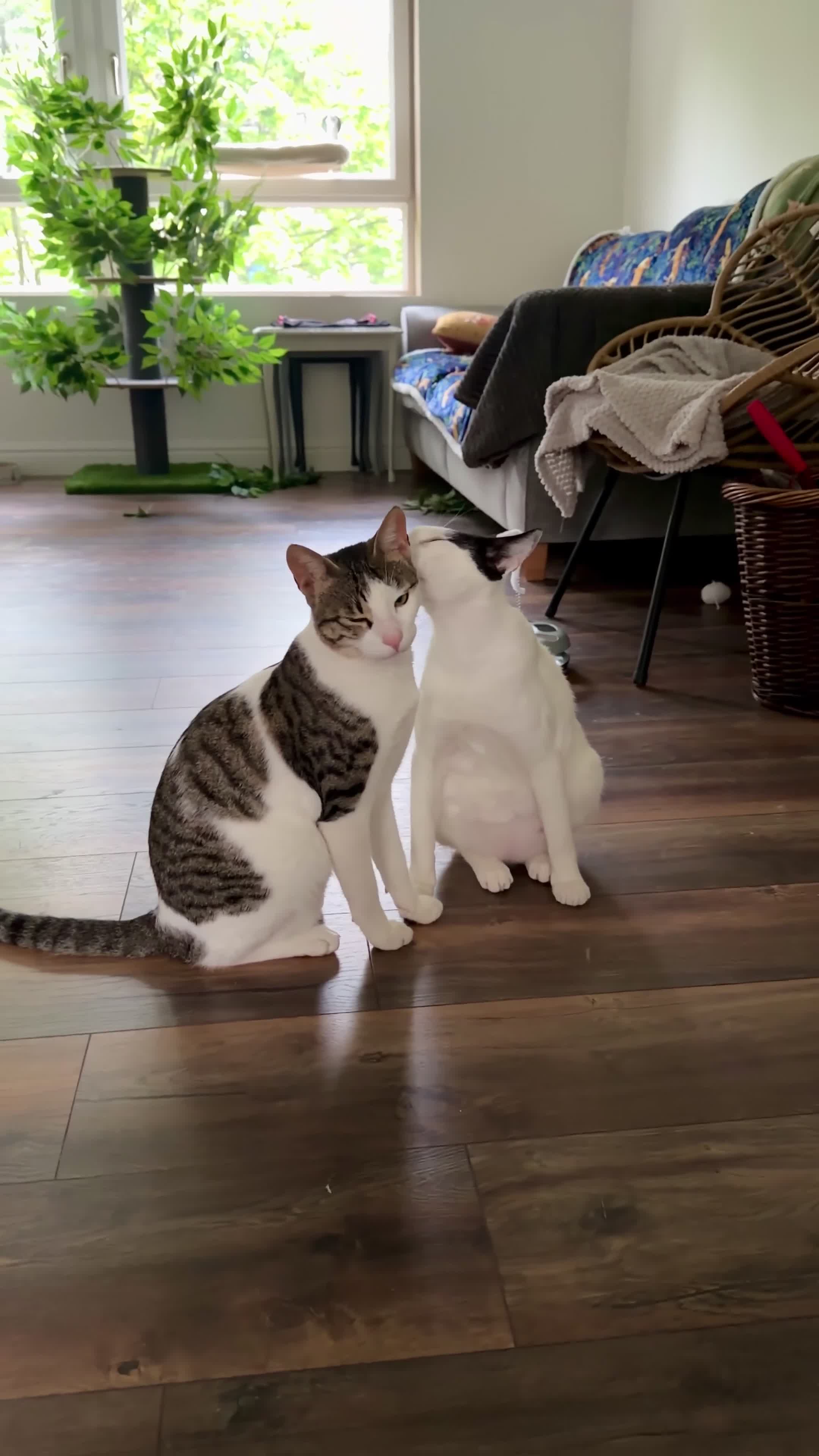 Arabian Mau cats for adoption: Charlie 🐾 - Video 1