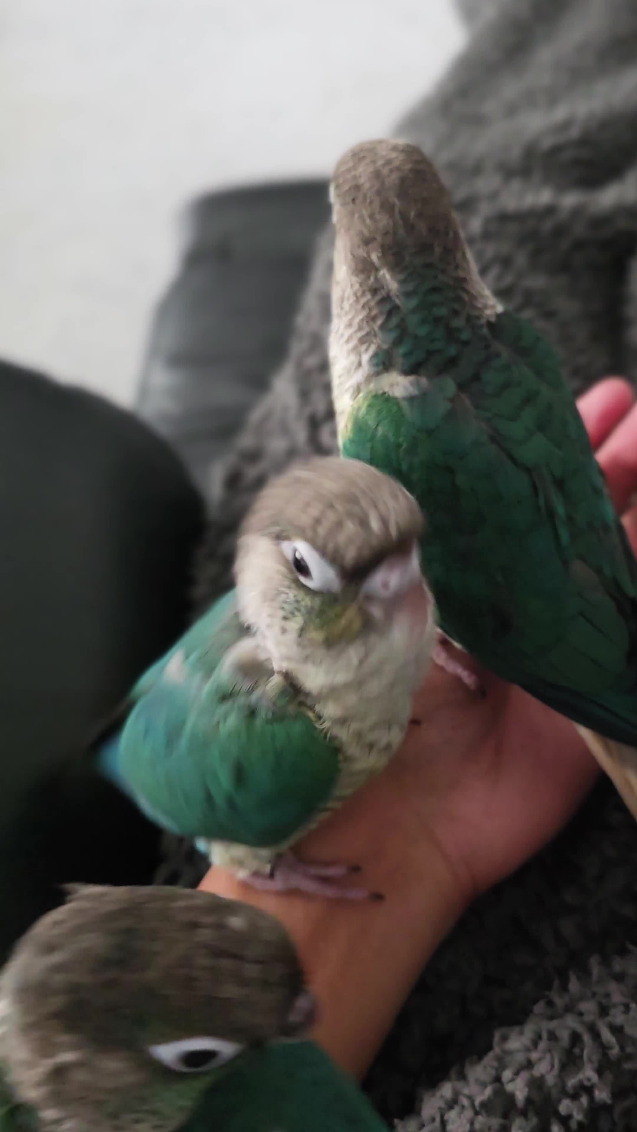 Conures birds for sale: Handreared Tame Baby Conures  - Video 2