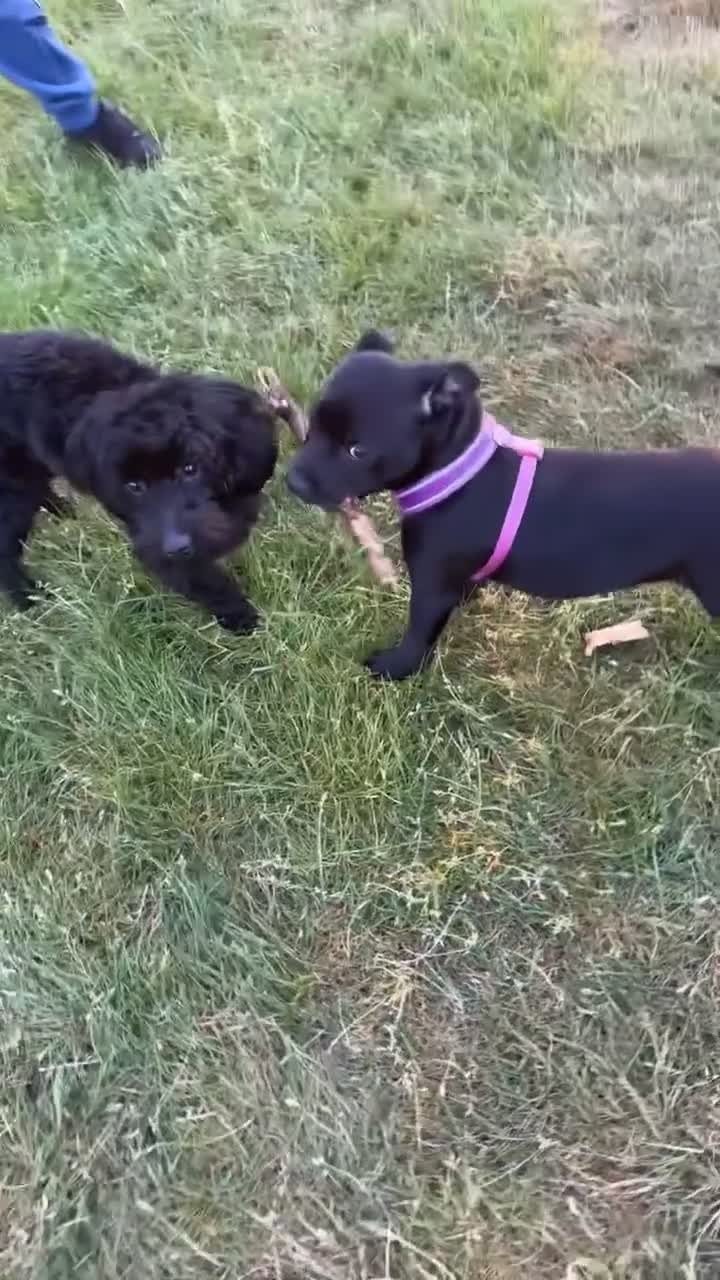 Maltipoo dogs for sale: Maltipoo boy needs a home  - Video 1