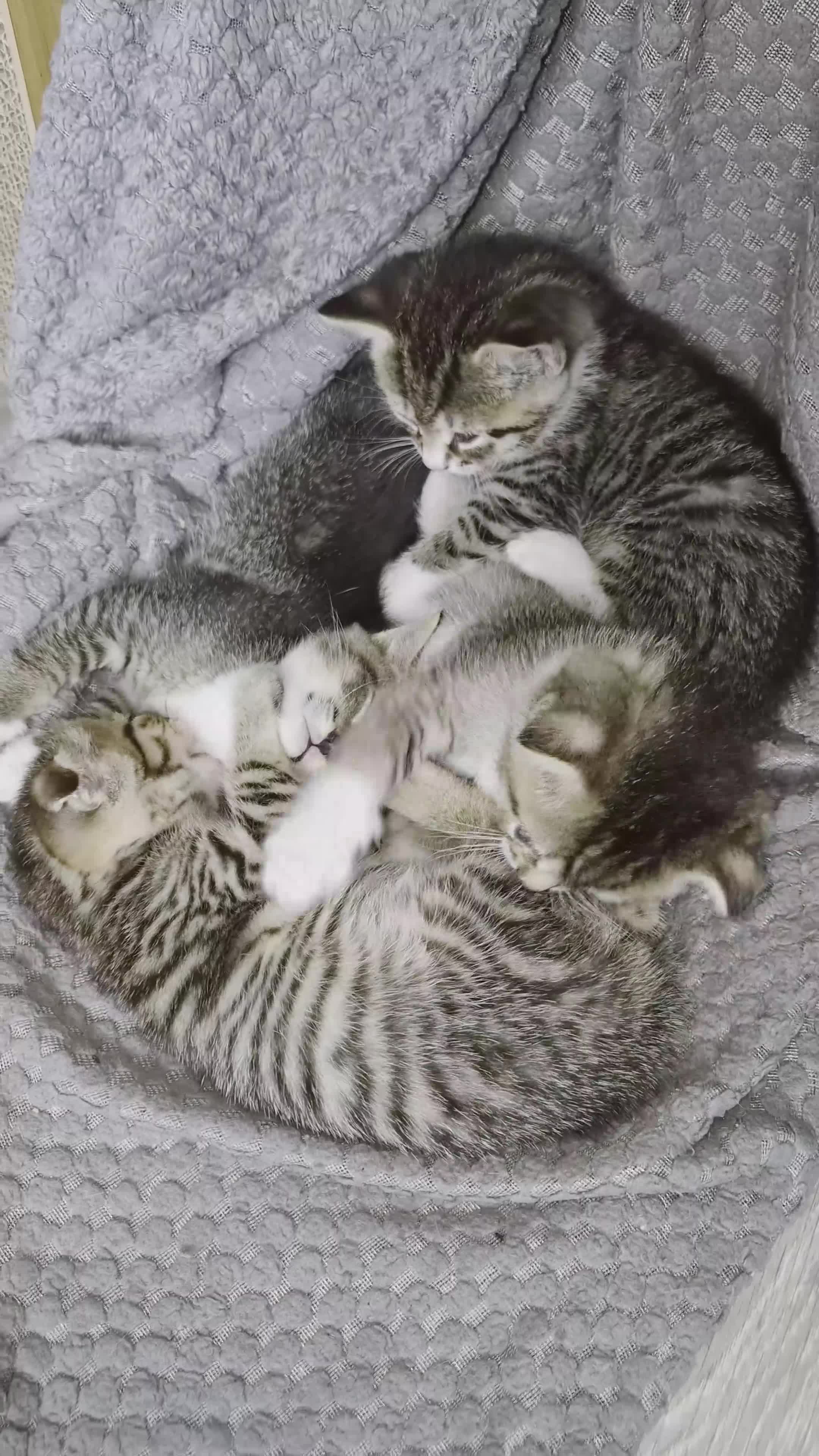 Scottish Fold cats for sale: SCOTTISH STRAIGHT/FOLD KITTENS  - Video 1
