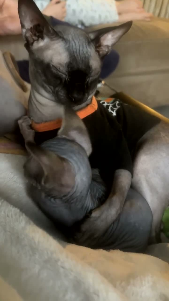 Sphynx cats for sale: My gorgeous pair  - Video 3