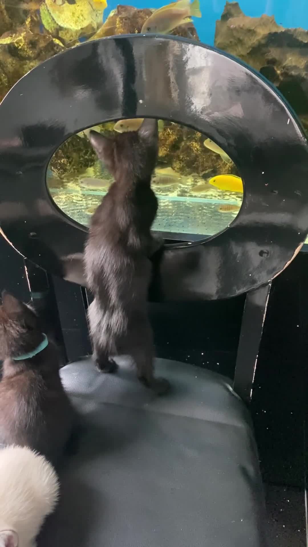 Mixed Breed cats for sale: X Siamese Adorable Kittens (white reserved now) - Video 2