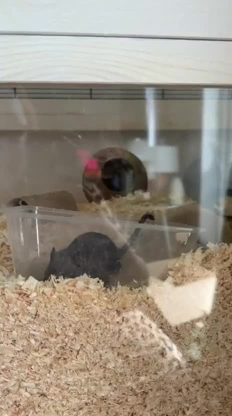 Gerbil rodents for sale: Gerbils for rehoming  in Brandon - Video 1