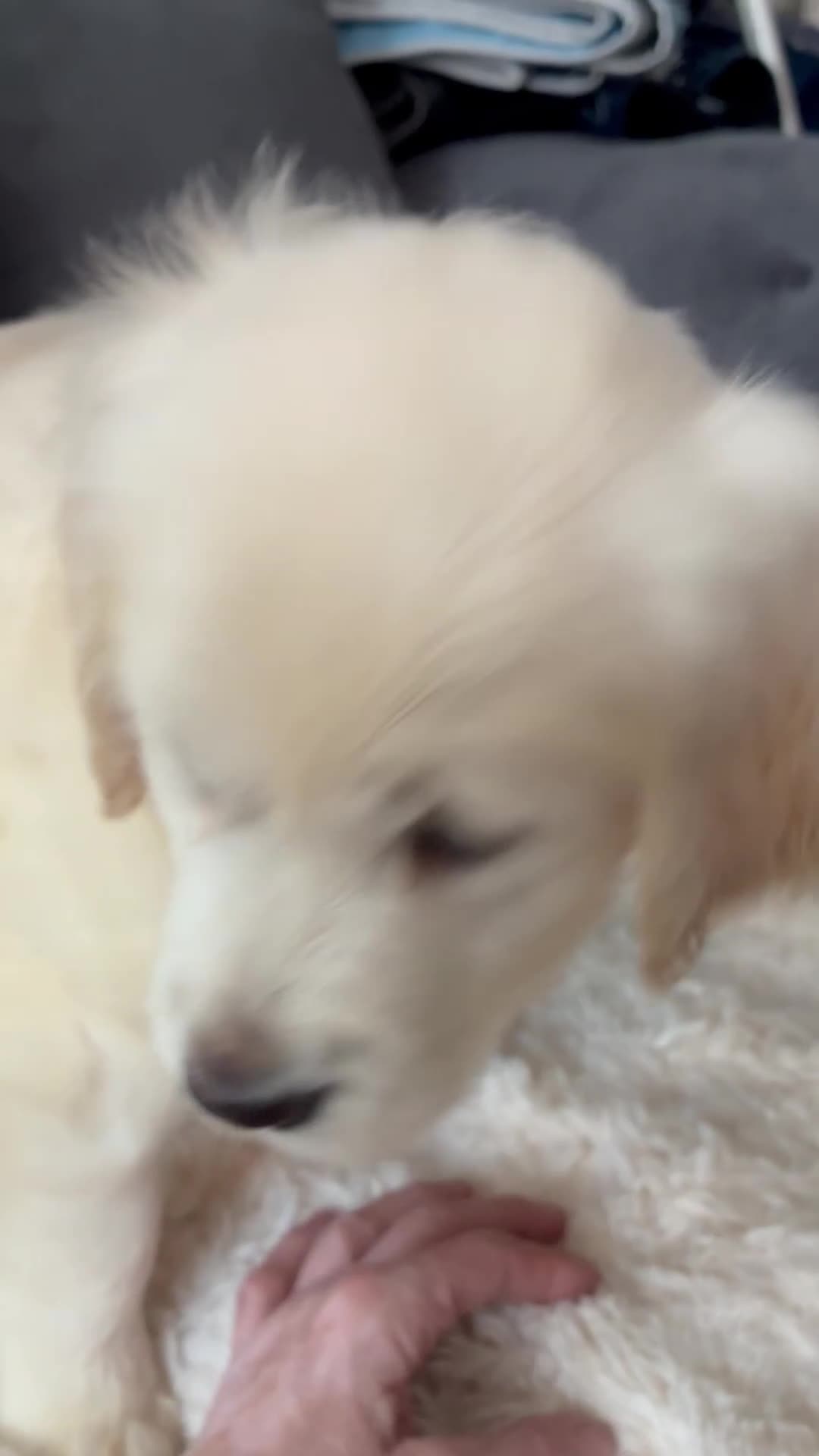 Golden Retriever dogs for sale: READY NOW 1 girl £1600 fully vaccinated  - Video 1