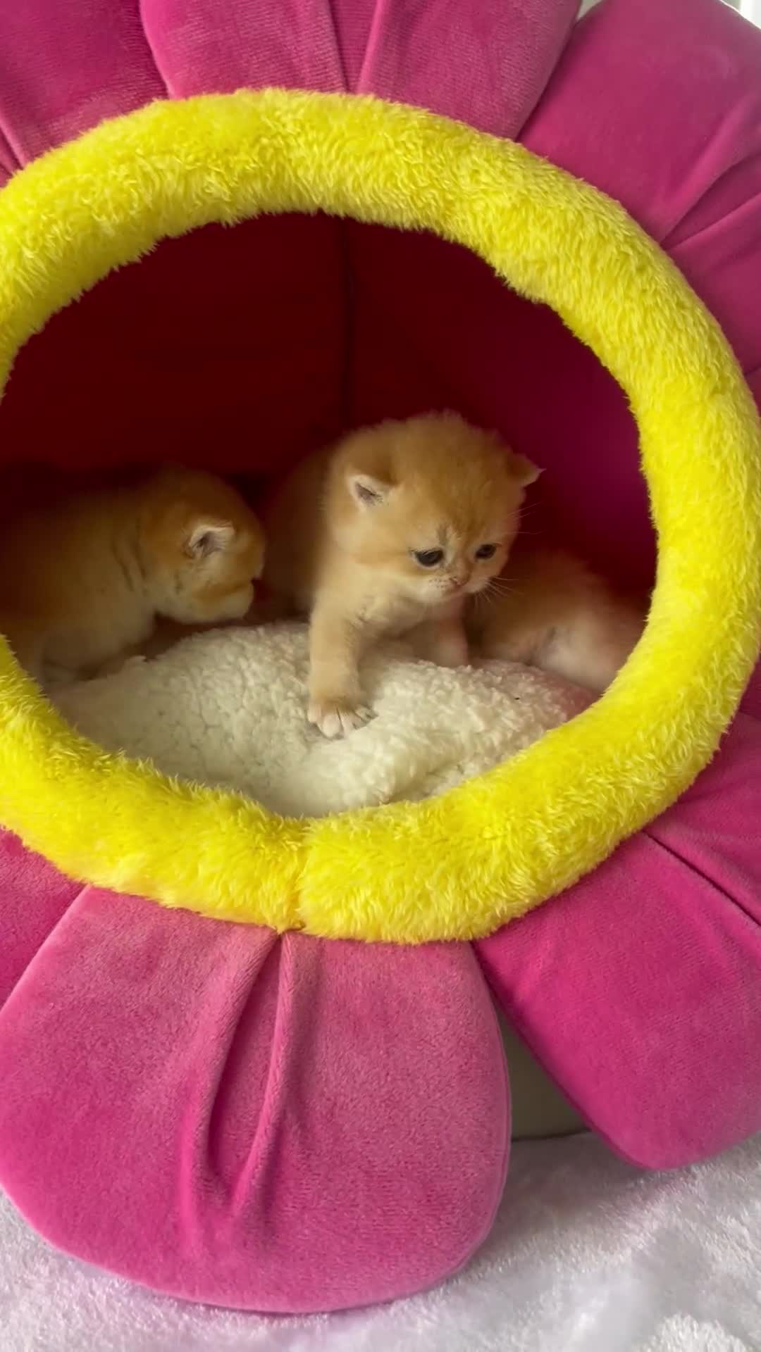 British Shorthair cats for sale: British Shorthair NY12 Kittens  - Video 1