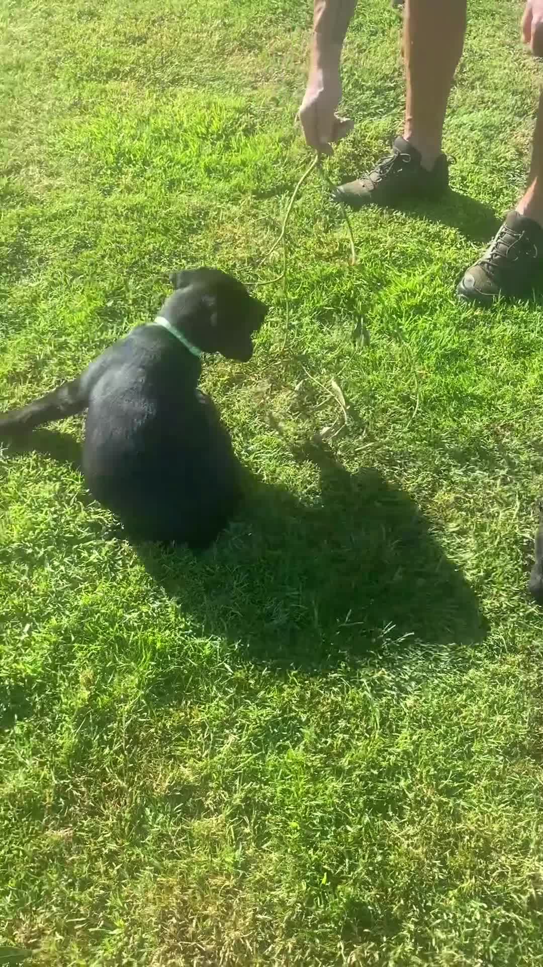 Labrador Retriever dogs for sale: KC Registered Black Labrador puppies  - Video 1