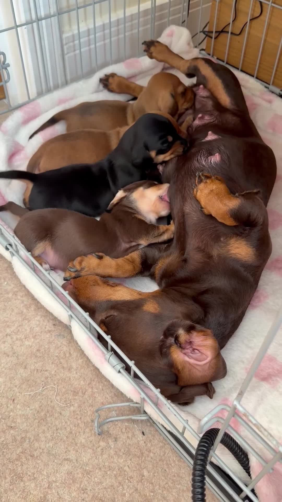 Miniature Dachshund dogs for sale: Miniature Smooth Haired Dachshund Black and Tan in Wrexham - Video 2