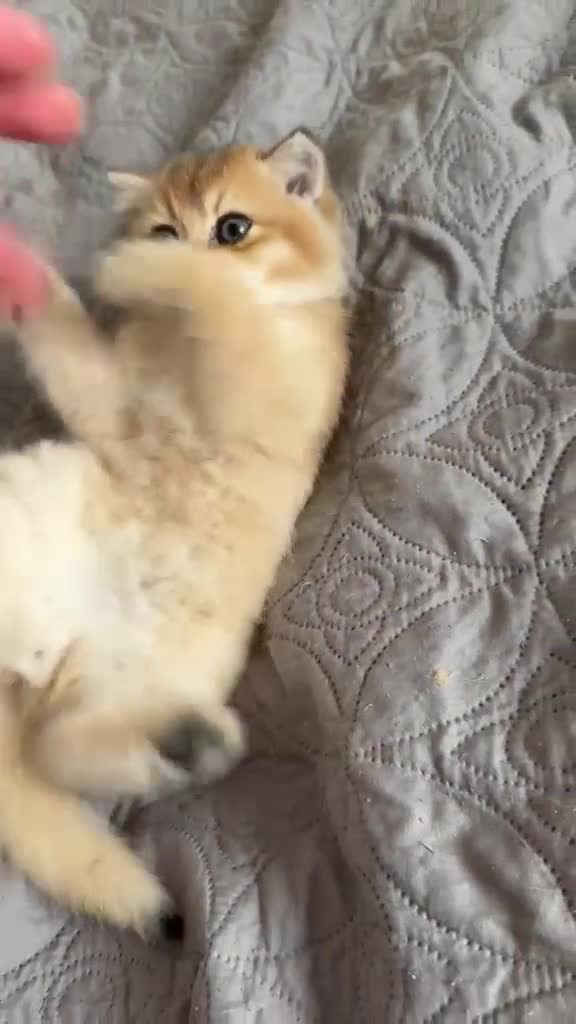 British Shorthair cats for sale: ✨ Exquisite Golden British Shorthair (NY11) ✨ - Video 1