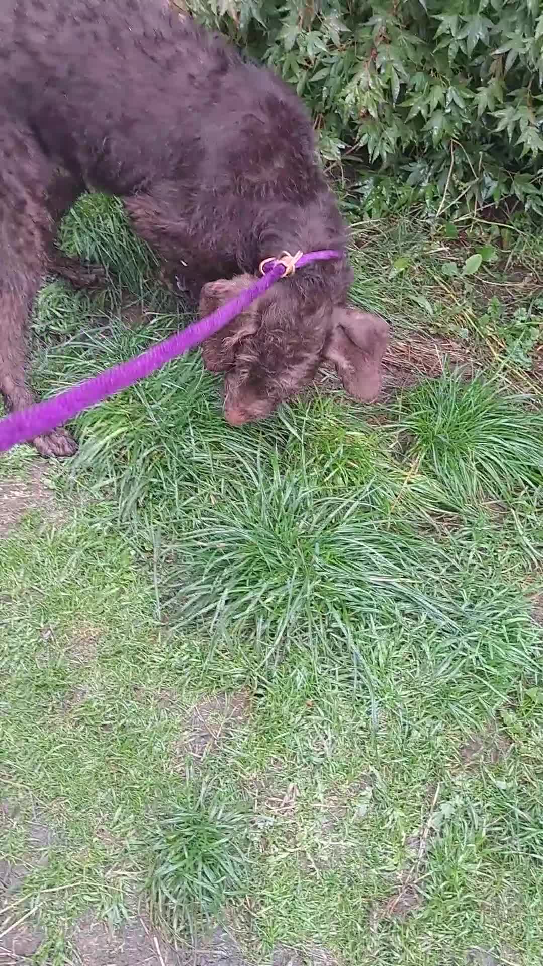 Mixed Breed dogs for sale: Doodle pointerpoodle boy in Cumnock - Video 1