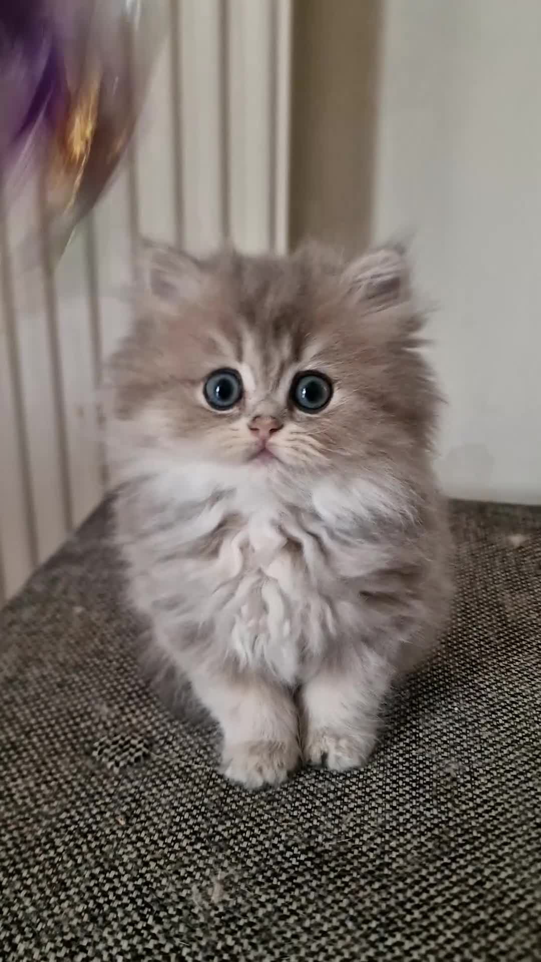 British Shorthair cats for sale: 🌟GCCF registred kittens 🌟 - Video 4