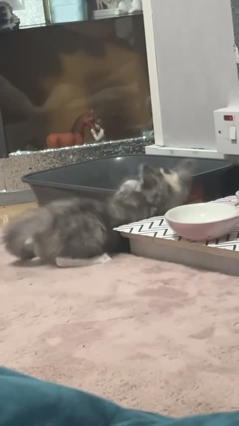 Maine Coon cats for sale: Maine coon  - Video 1