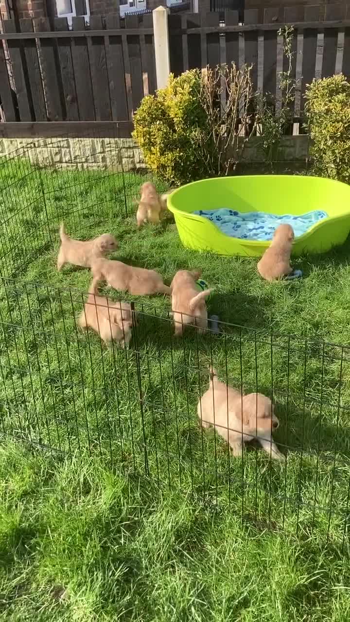 Golden Retriever dogs for sale: Beautiful retriever puppies, KC Reg/Health tested - Video 2