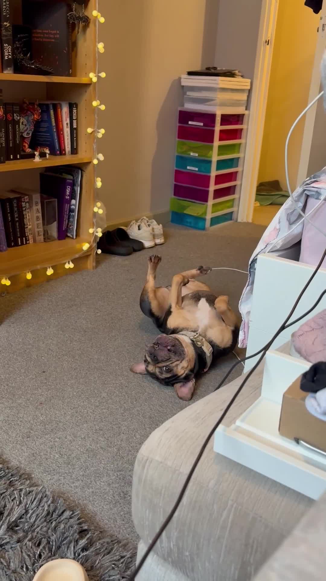 French Bulldog dogs for sale: 4 year old frenchie girl in need of a new home - Video 1
