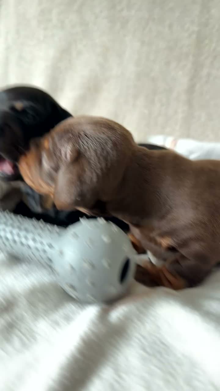 Miniature Dachshund dogs for sale: Miniature Smooth haired Dachshund Puppies MALE  - Video 1