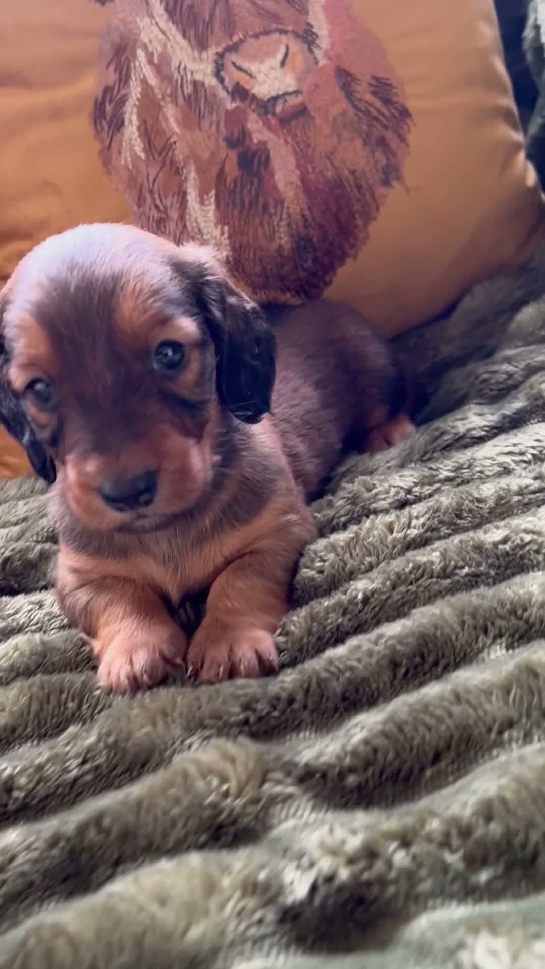 Dachshund dogs for sale: STANDARD KC REG LONGHAIRED DACHSHUNDS  - Video 1