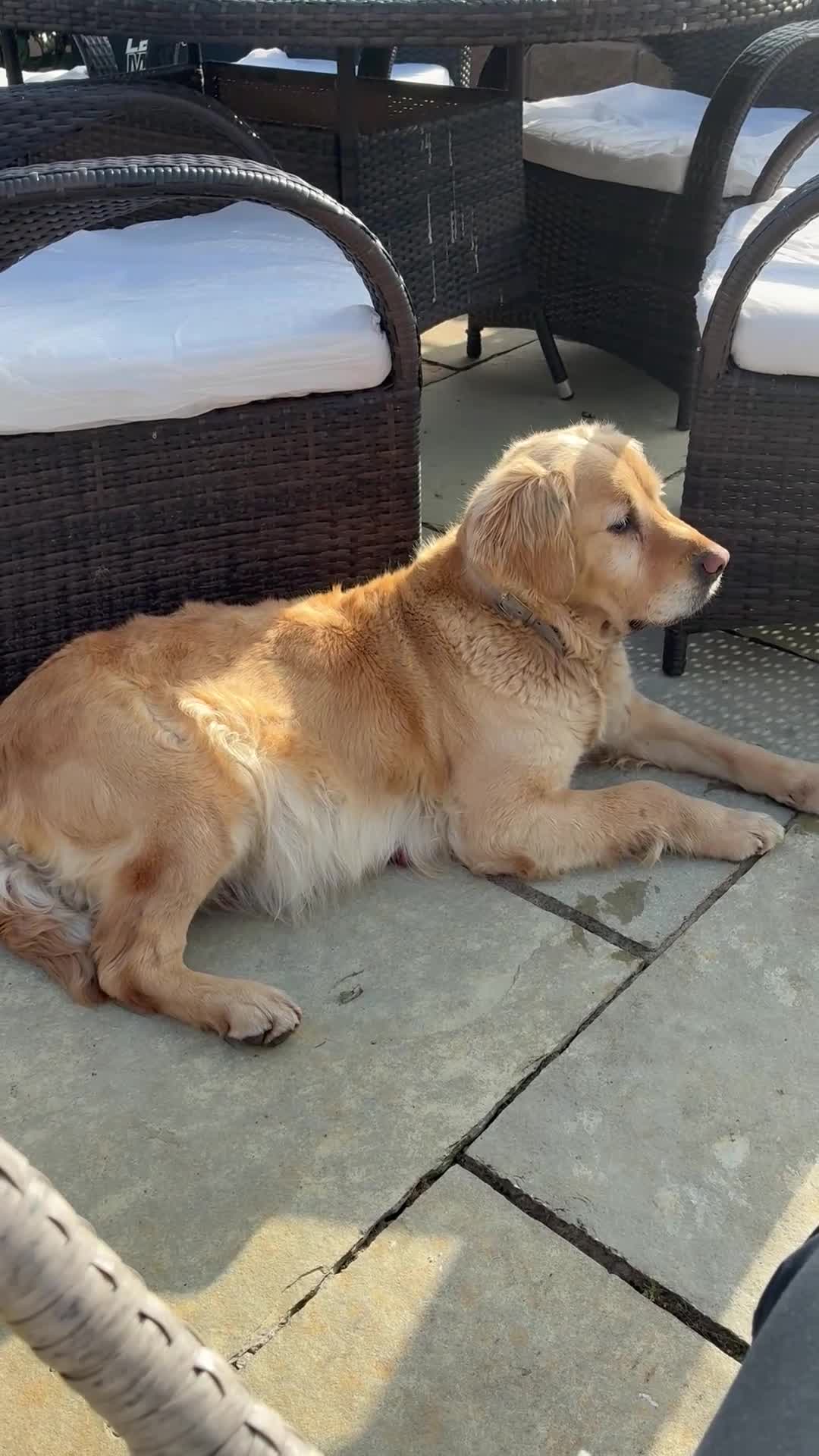 Golden Retriever dogs for sale: Golden Retriever Pups for sale  - Video 1