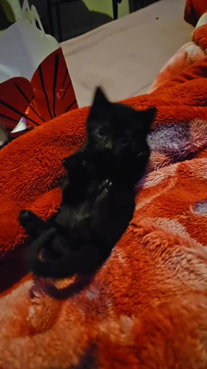 Mixed Breed cats for sale: Three kittens for sale - Video 1