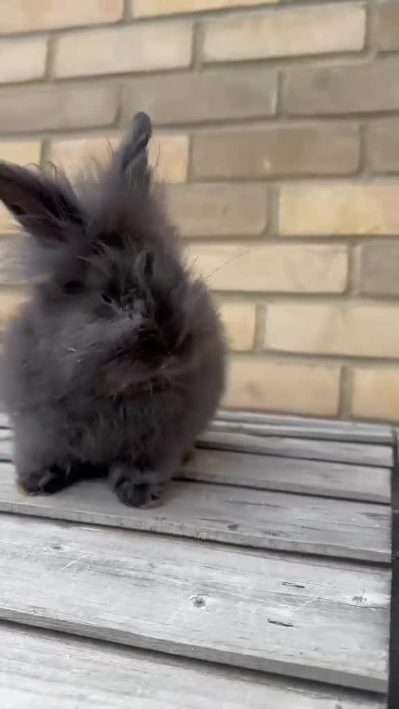 Angora rabbits for sale: 🐰 Beautiful Lionhead × English Angora Female  🐰 - Video 1